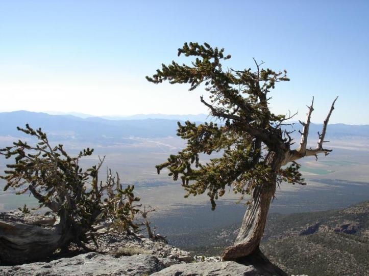 Bristleconepine_greatbasin