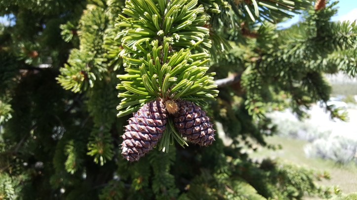 Great Basin National Park - Findyourpark - 100 parks for 100 years - National Park Centennial - BioBlitz - Sign - Centennial Family - Wilde Feathers - Great Basin Bristlecone