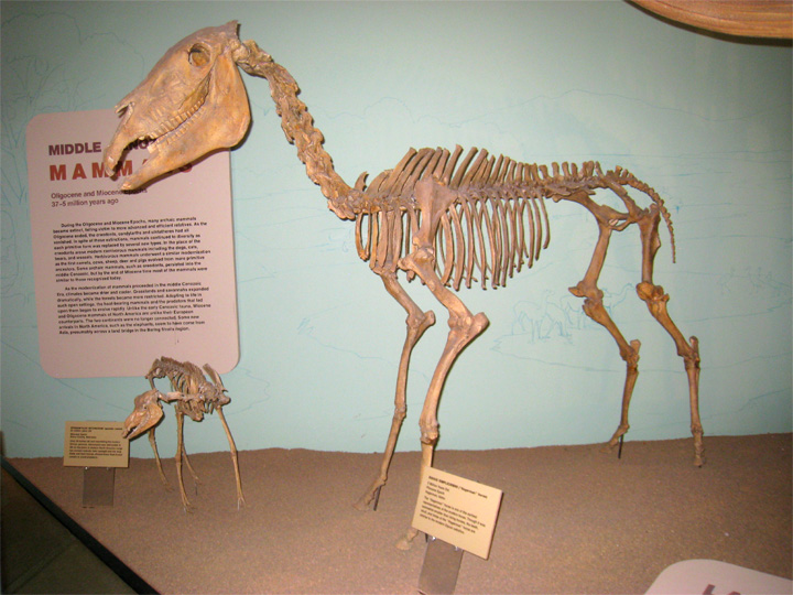 hagermanhorsefossil010